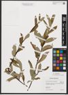 Foto von Salix phylicifolia L.